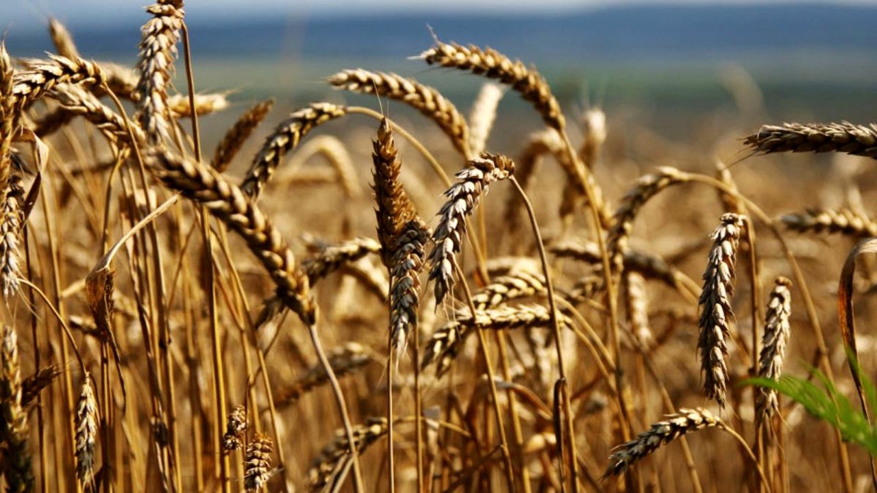 صرفه جویی یک میلیارد دلاری در تولید گندم