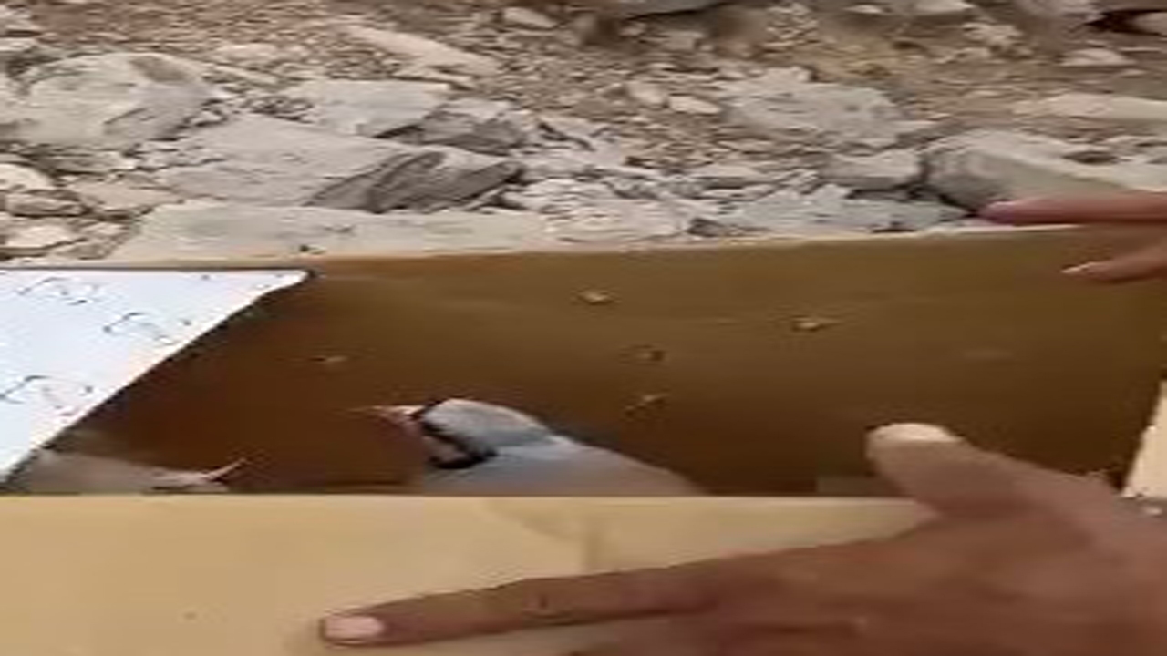 رهاسازی ۲ قطعه پرنده زخمی پس از مداوا در طبیعت تنگ اوک جهرم