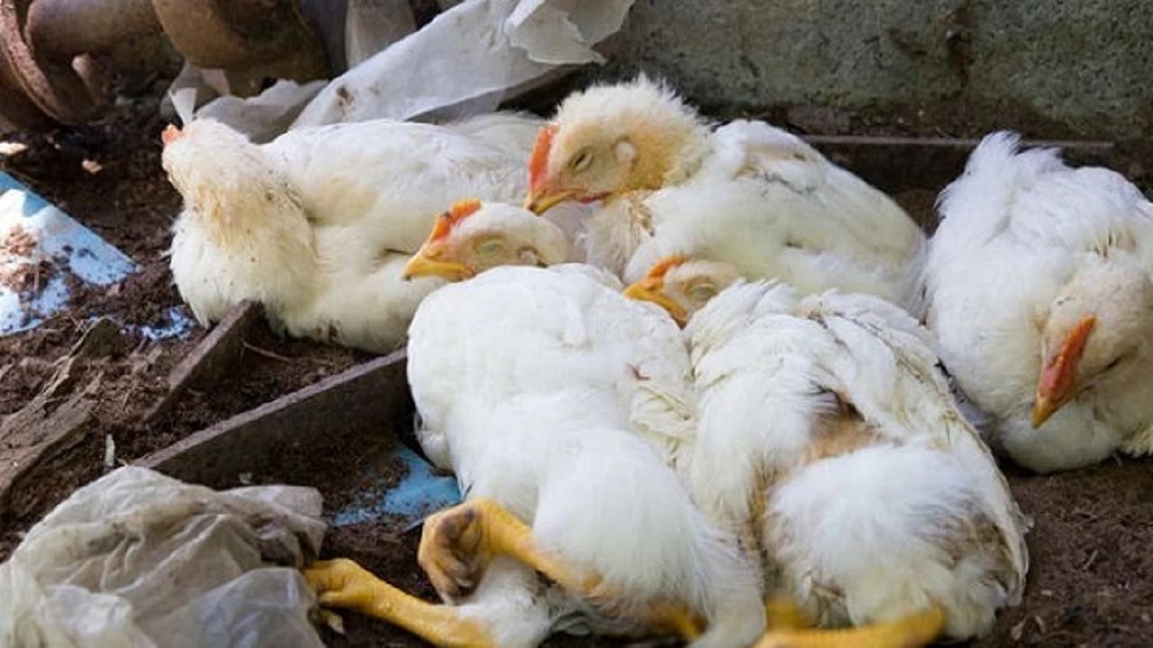 آنگارا بلای جان ۲۷۲ هزار جوجه گوشتی در خراسان رضوی شد
