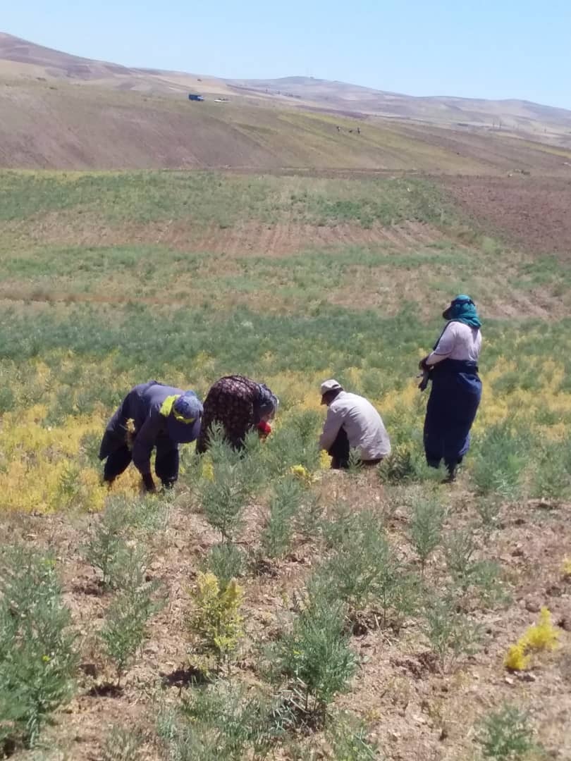 آغاز برداشت عدس از مزارع روستای احمدآبادگروس + تصاویر