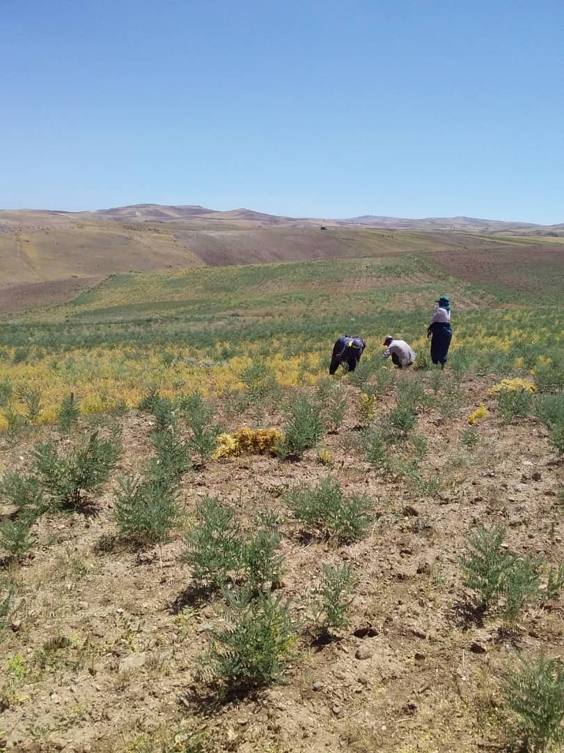آغاز برداشت عدس از مزارع روستای احمدآبادگروس + تصاویر