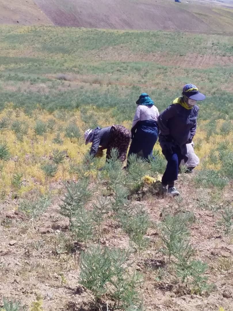 آغاز برداشت عدس از مزارع روستای احمدآبادگروس + تصاویر