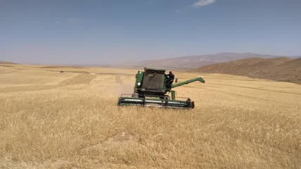 خرید تضمینی ۲ هزار تن گندم در آوج