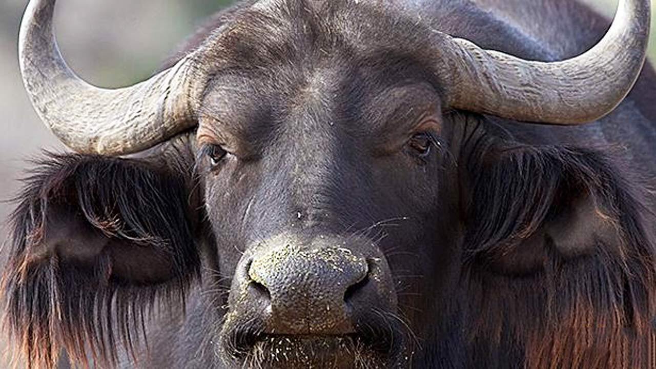 حمله ناگهانی گاو وحشی به یک مرد در رستوران + فیلم