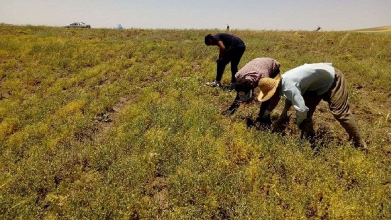 داستان ادامه دار هدررفت آب این بار در شهرک بهرام/ احداث بلوار در محدوده بازار وکیل؛ درخواست اهالی شیراز شد