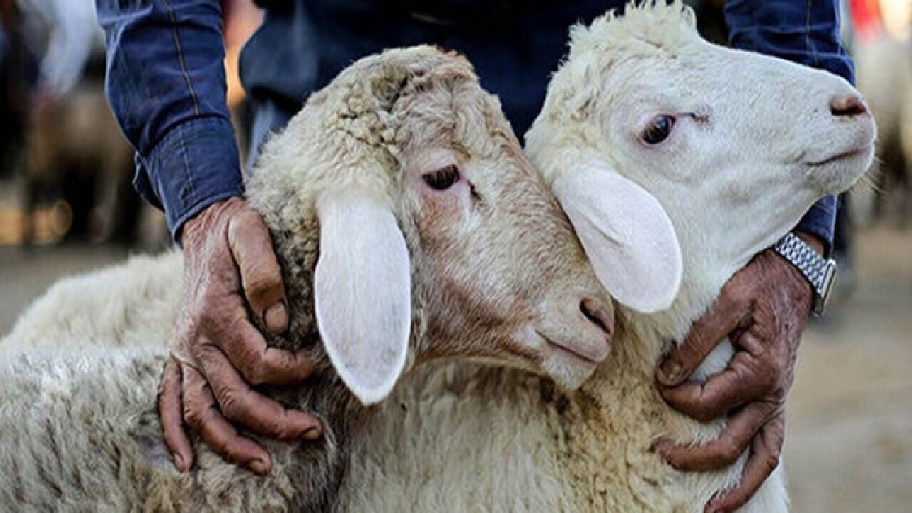 آمادگی کشتارگاه دام سنتی سلطان آباد برای عید قربان