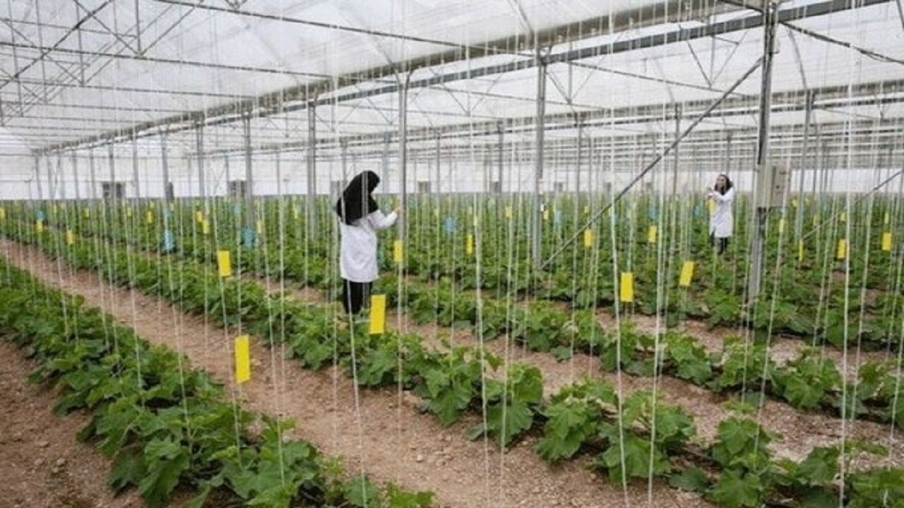 گلخانه های کوچک مقیاس روستایی در آذربایجان غربی ایجاد می شود