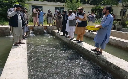 مشکلات فارم پرورش ماهی در گلغندی کاپیسا رفع خواهد شد + تصاویر &nbsp;