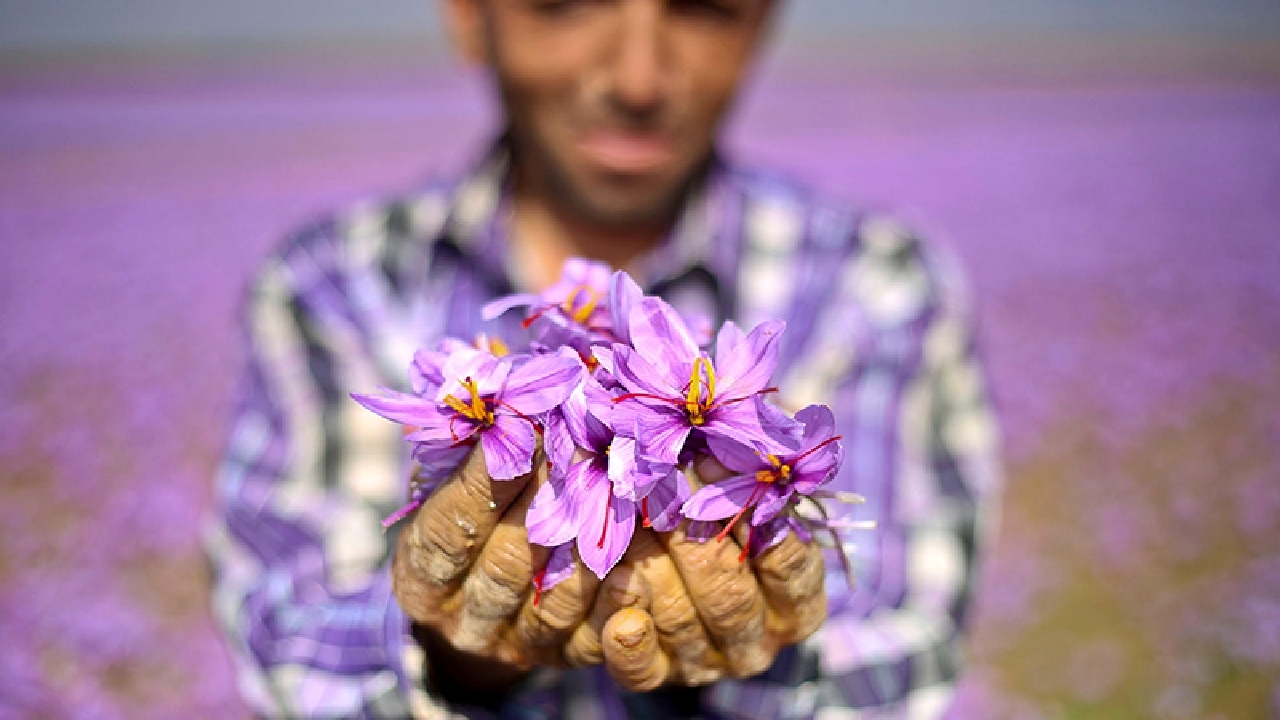 رکود و گرانی آفات حیات طلای سرخ خراسان رضوی