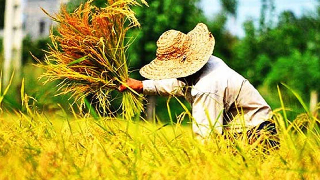 قابی از برداشت خوشه‌های طلایی برنج به روایت تصاویر