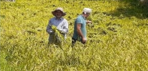 قابی از برداشت خوشه&zwnj;های طلایی برنج به روایت تصاویر