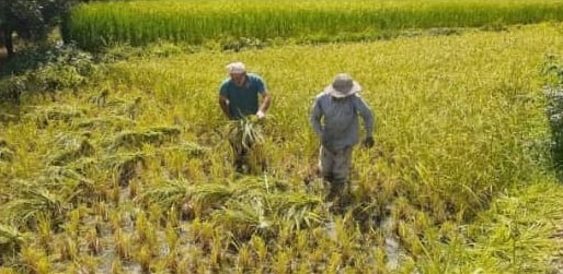 قابی از برداشت خوشه&zwnj;های طلایی برنج به روایت تصاویر