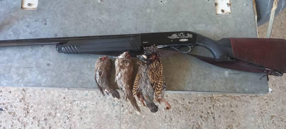 برخورد با شکارچی غیر مجاز پرنده حمایت شده دراج در دشت آزادگان