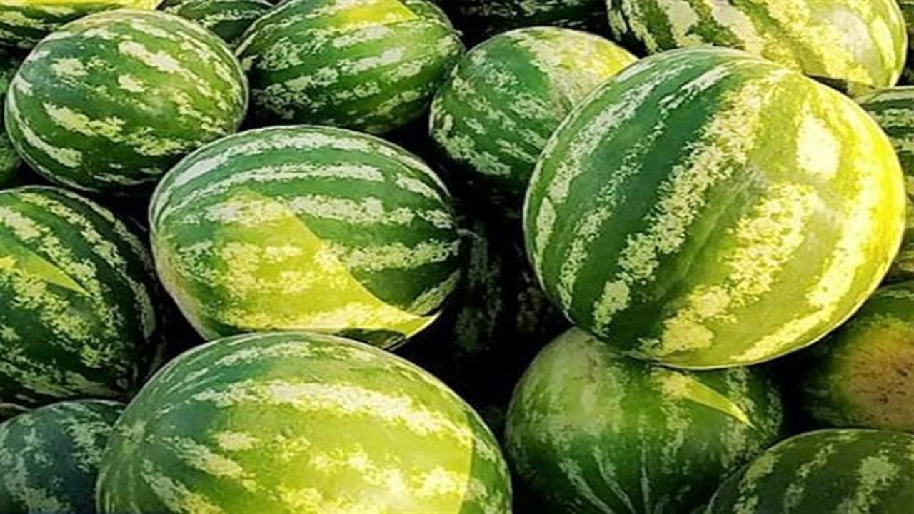 آغاز برداشت هندوانه در بیضا