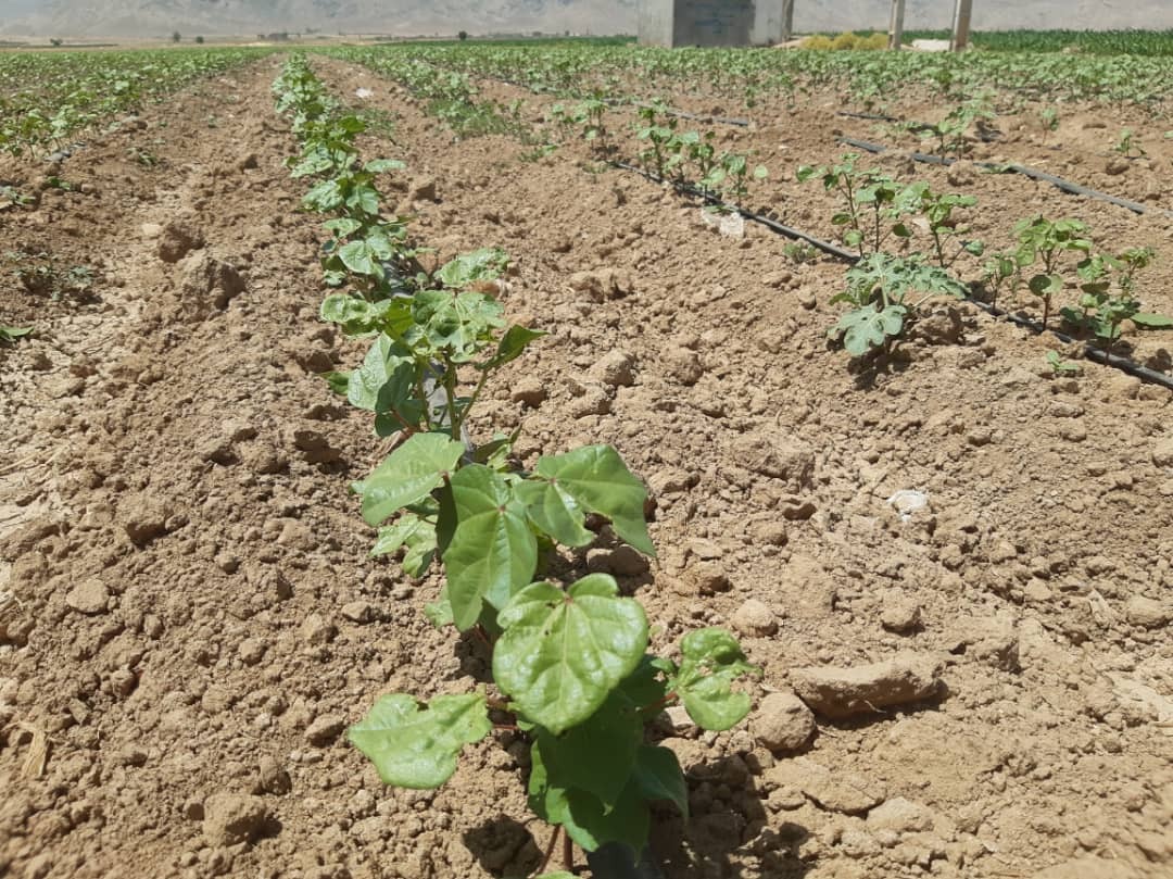 پایان کاشت پنبه در فسا