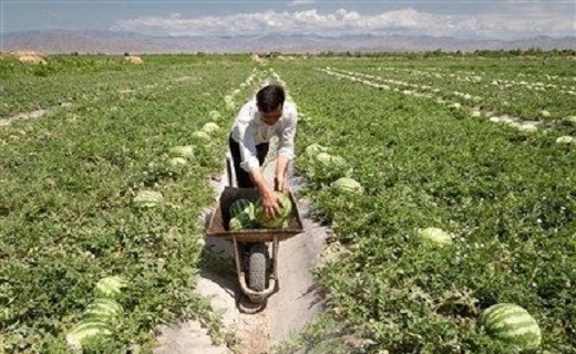 آبیاری نوین برگ برنده&zwnj;ای در دستان کویر نشینان
