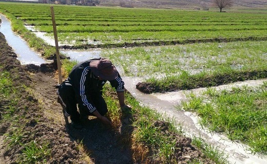 آبیاری نوین برگ برنده&zwnj;ای در دستان کویر نشینان