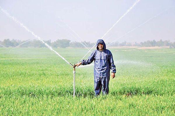آبیاری نوین برگ برنده&zwnj;ای در دستان کویر نشینان