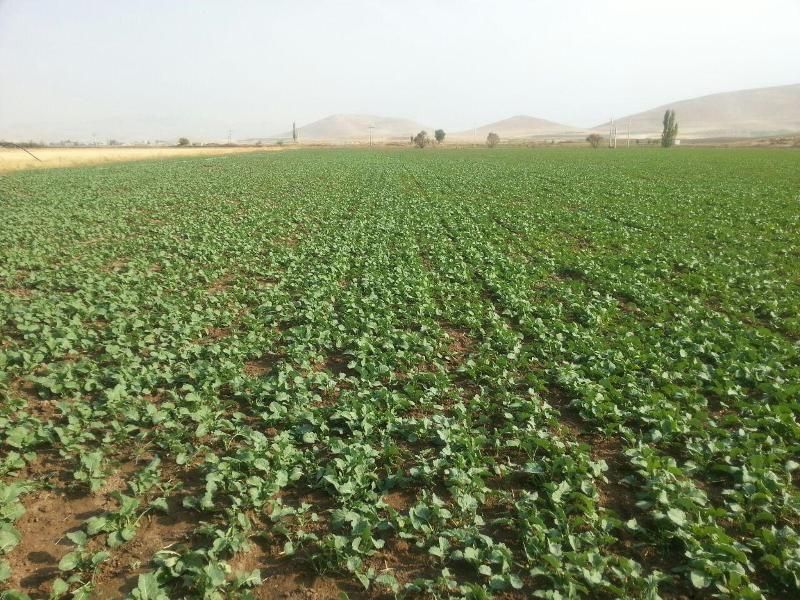 آبیاری نوین برگ برنده&zwnj;ای در دستان کویر نشینان