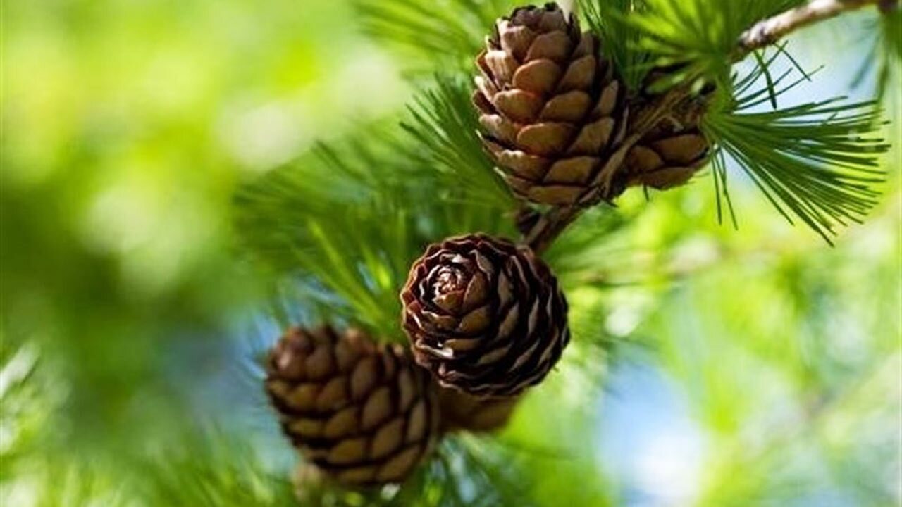ساخت وسیله دکوری با میوه کاج + فیلم