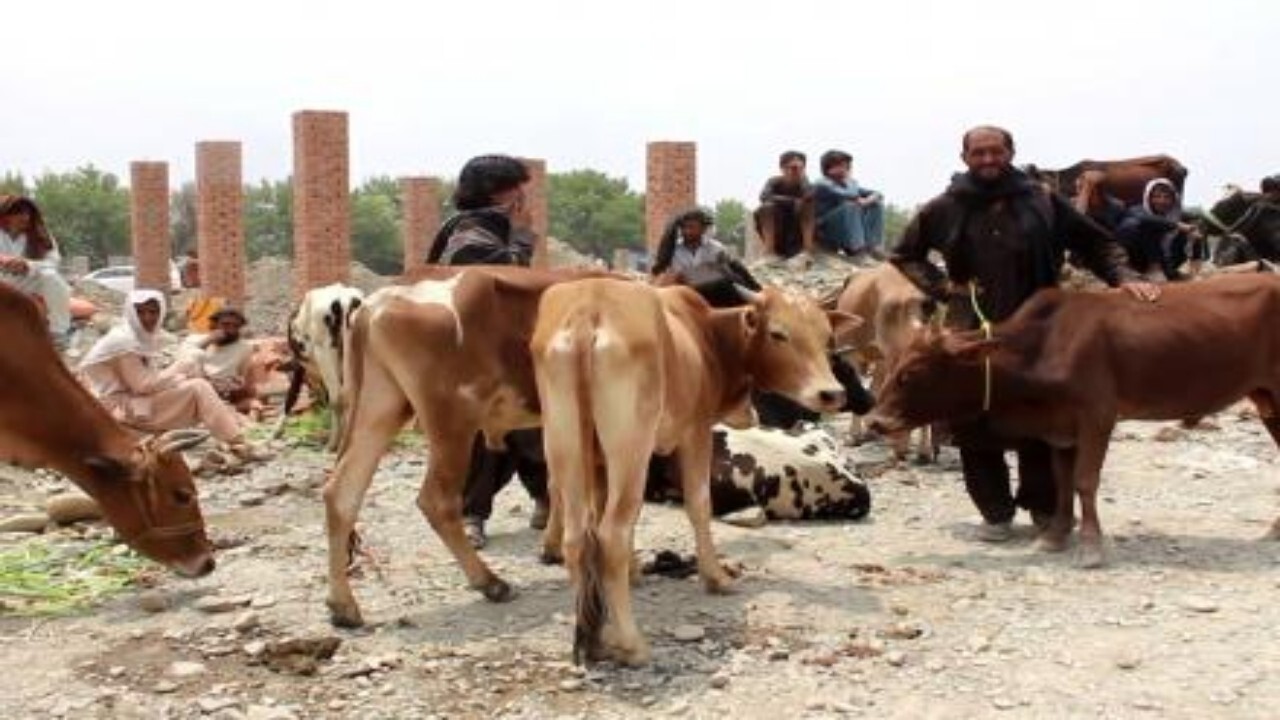 صدها حیوان در نتیجه‌ یک بیماری جلدی در خوست تلف شدند