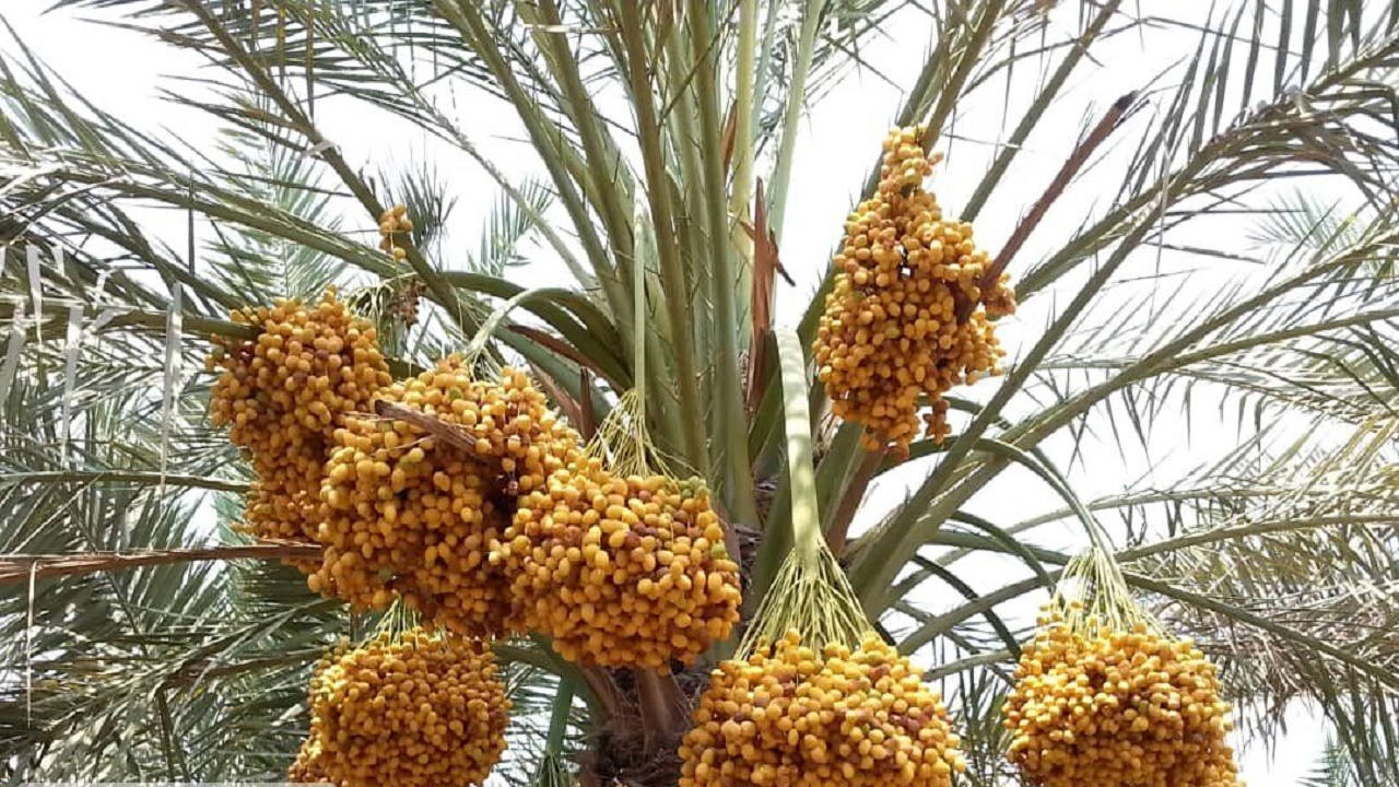 پیش بینی برداشت  ۶۵۰ تن انواع خرما در خور و بیابانک