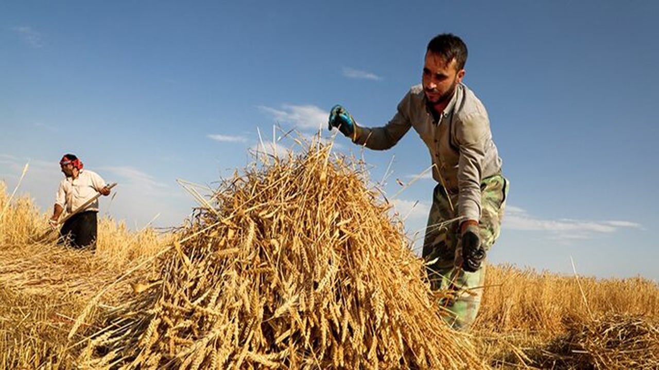 ۹۳ درصد مطالبات گندم کاران ایلامی پرداخت شد