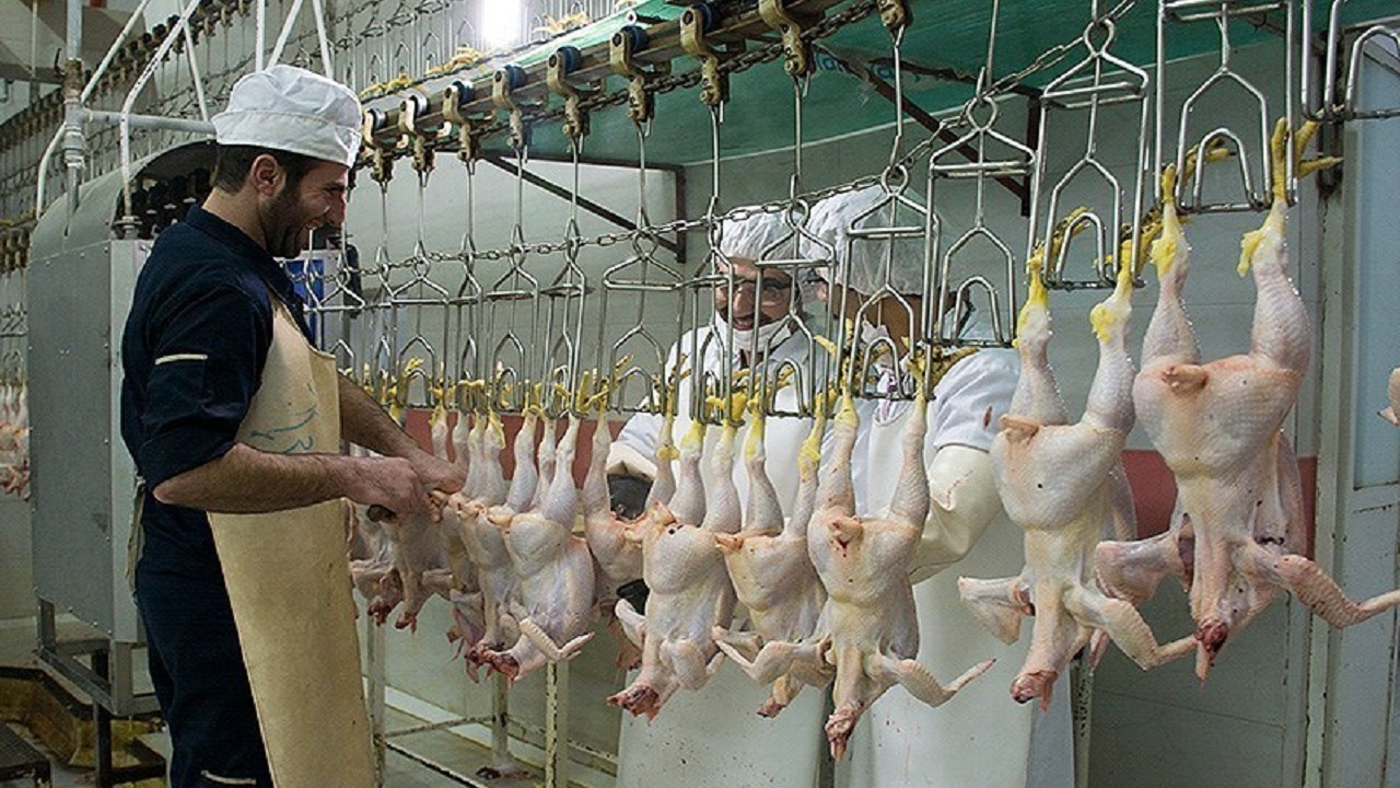 ساخت ۲ کشتارگاه صنعتی طیور در استان همدان