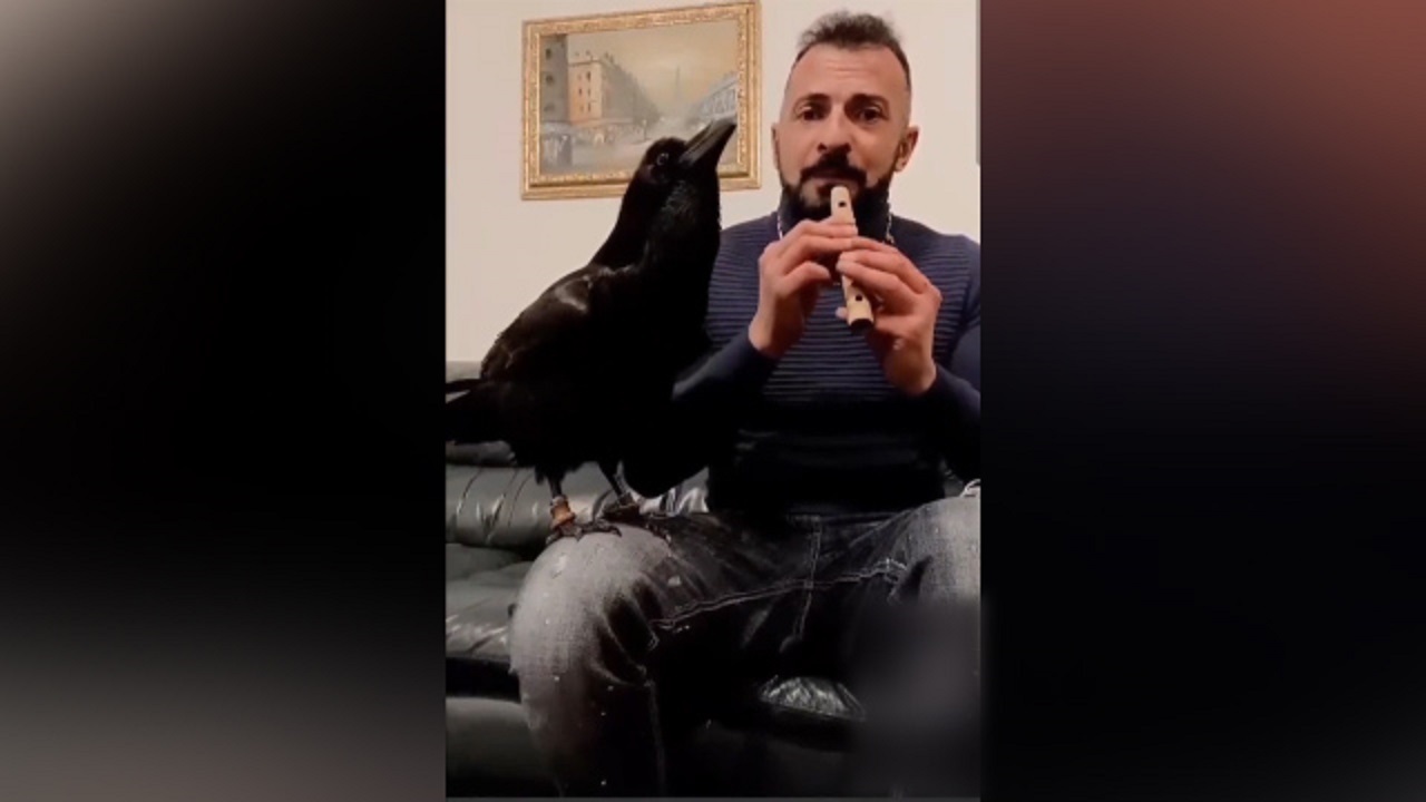 آواز خواندن جالب زاغ + فیلم