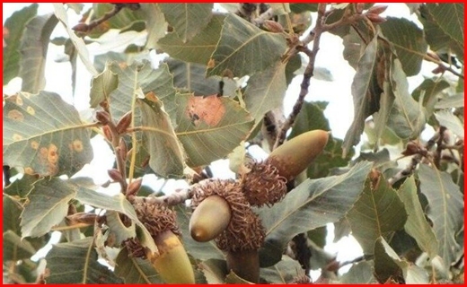 زوال بلوط