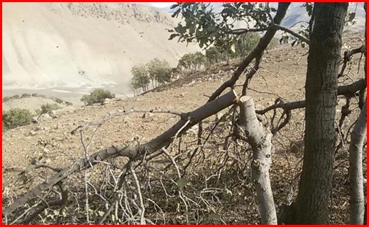 احداث سد در منطقه جنگلی زاگرس