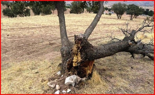 قلع&zwnj;وقمع درختان ۳۰۰ ساله در لرستان