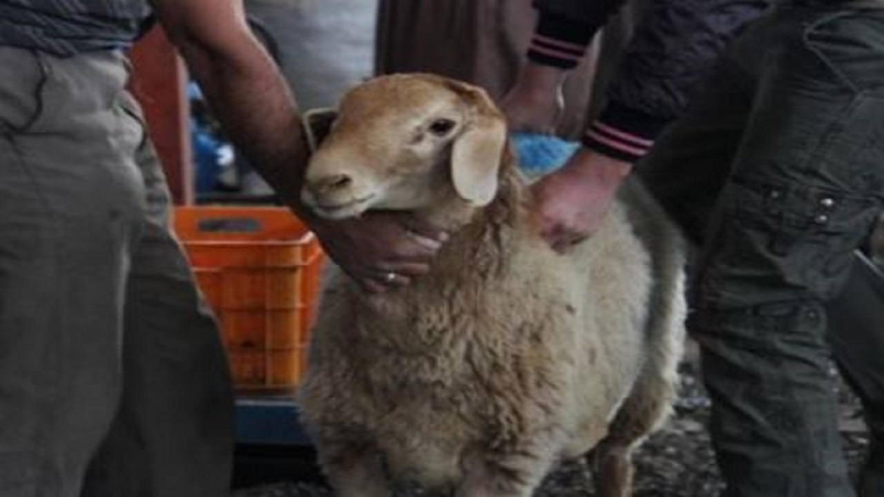 شهروندان از جایگاه‌های مجاز، دام تهیه کنند