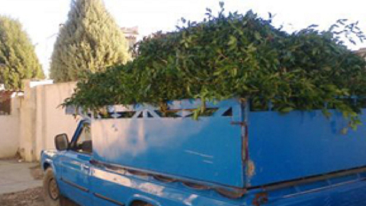 کشف ۲ هزار بوته چلم جنگلی قاچاق در گلوگاه
