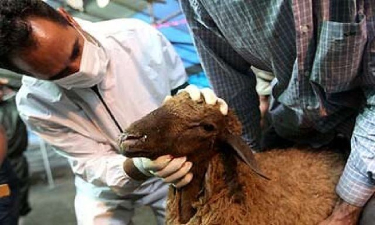 حضور ۲۰ گروه سیار دامپزشکی برای ذبح شرعی و بهداشتی دام عید قربان در استان همدان