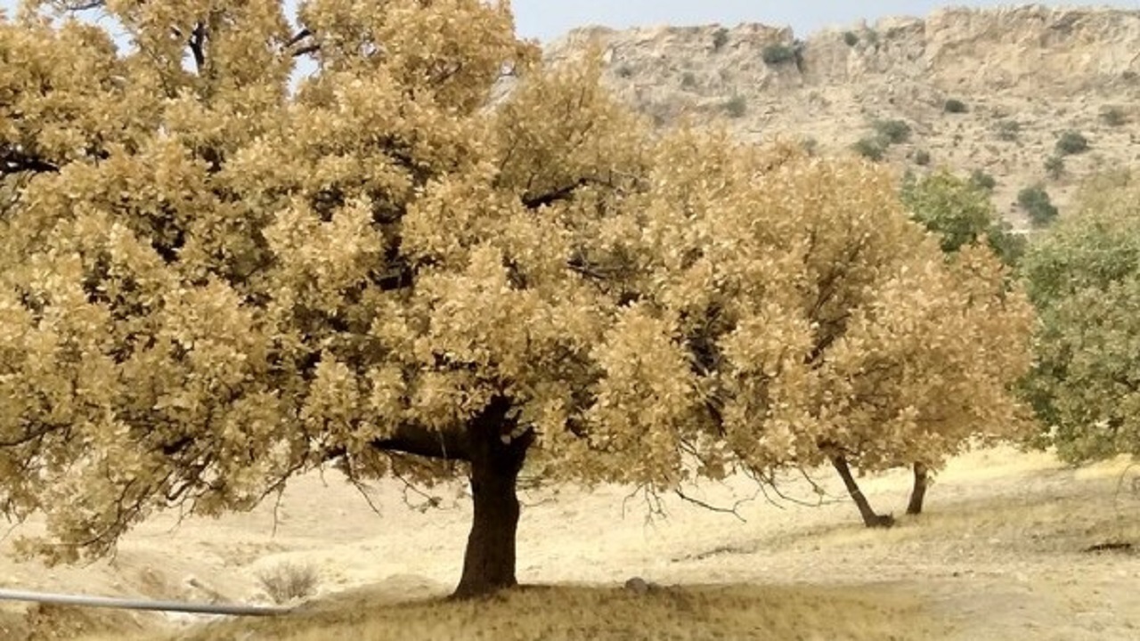 بلا به جان بلوط‌های زاگرس افتاد؛ این بار نه آتش بلکه آفت