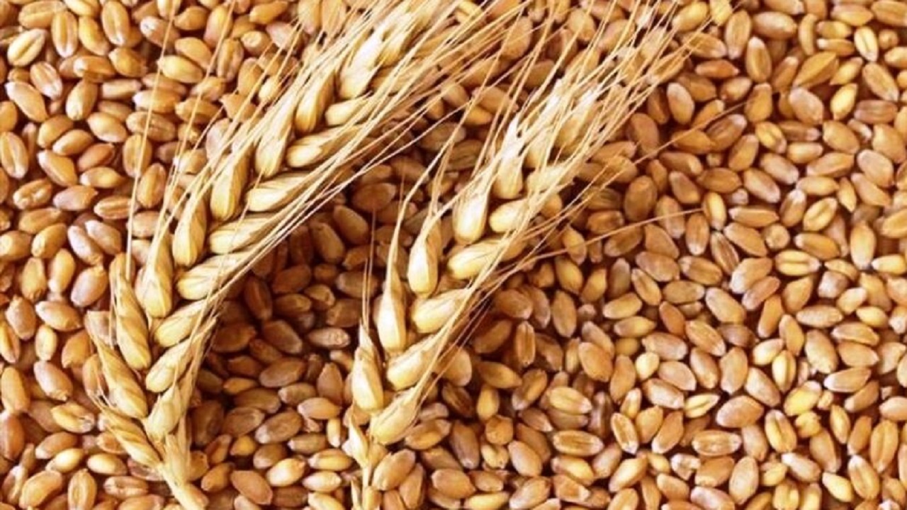 خرید تضمینی گندم در خراسان رضوی از ۱۱۴ هزار تن گذشت