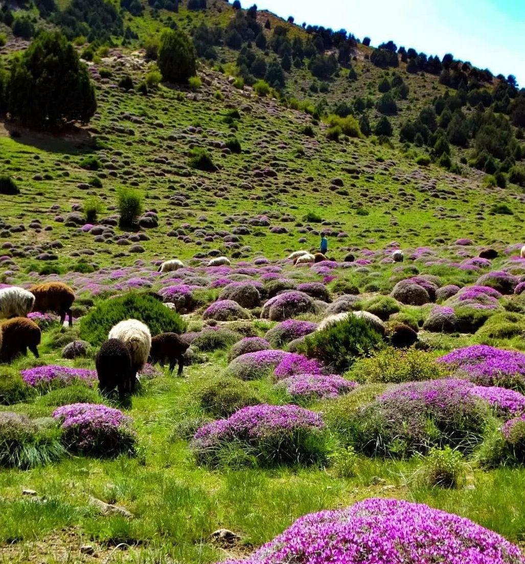 نمایی از طبیعت مرز&zwnj;های شمال شرقی کشور + تصاویر