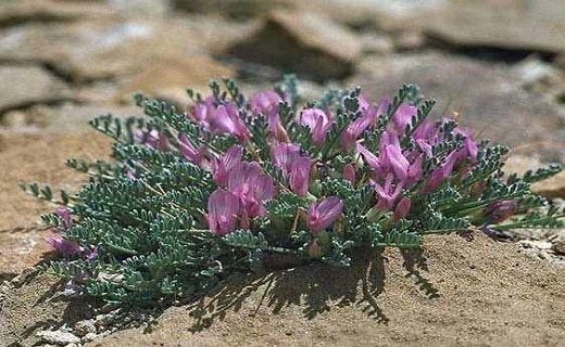 کتیرا، سرمایه ای که خام فروخته می شود