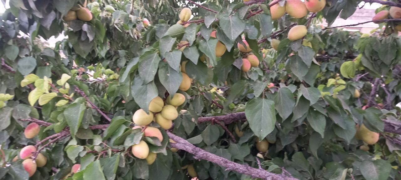 زردآلو به ثمر رسیدن درختان زردآلو به روایت تصاویر