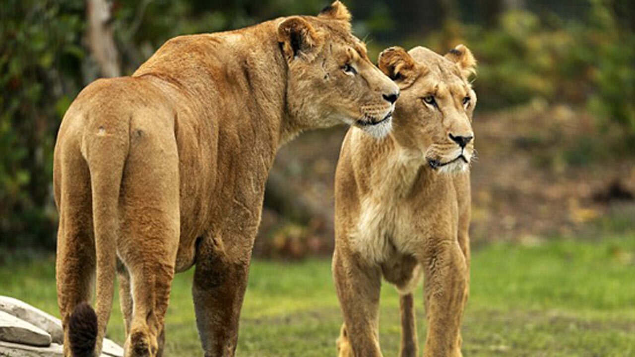 واکنش دو شیر ماده به دیدن یک زن پس از ۷ سال + فیلم