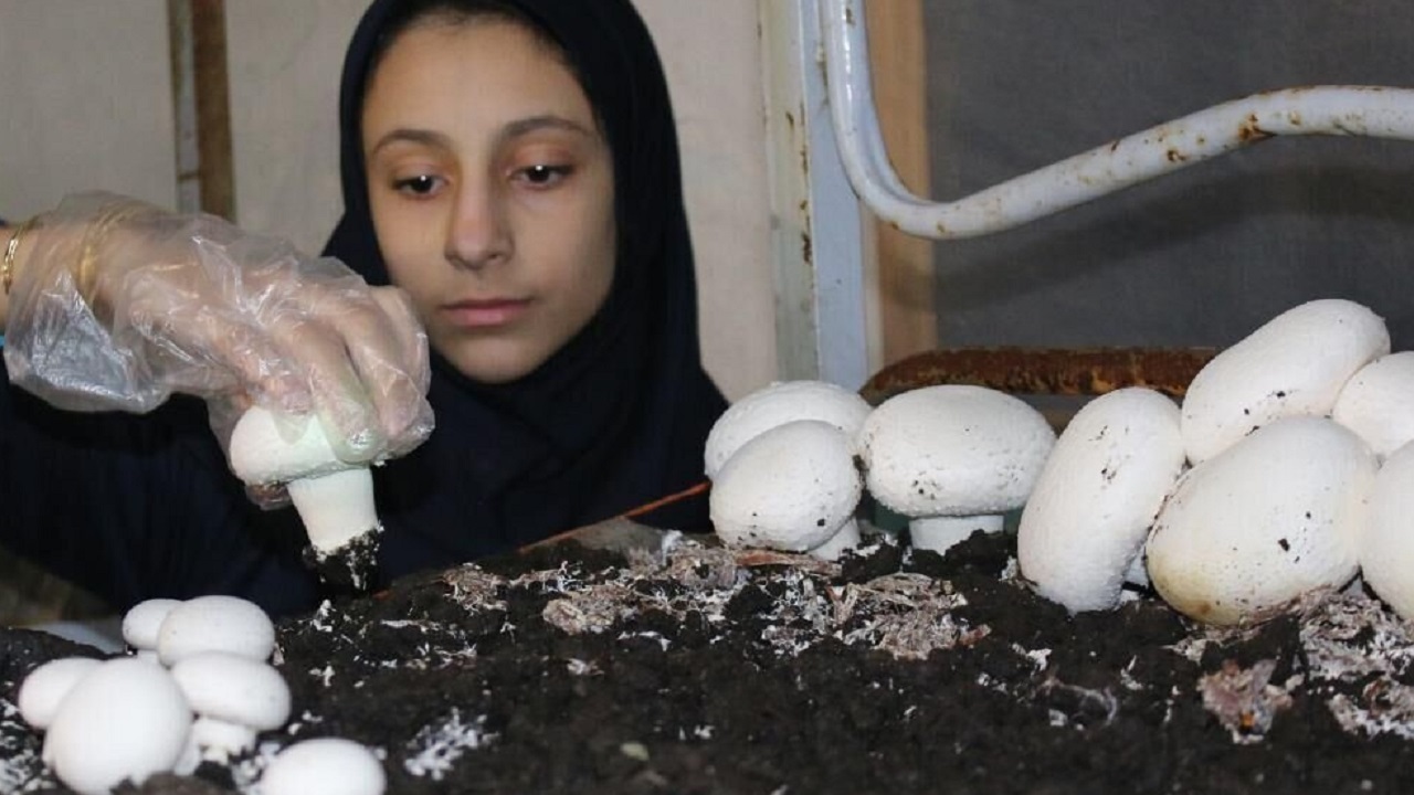 راه اندازی نخستین آموزشگاه روستایی آزاد فنی و حرفه‌ای در استان قزوین