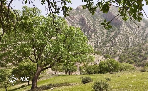 بلا به جان بلوط&zwnj;های زاگرس؛ این بار نه آتش که آفت