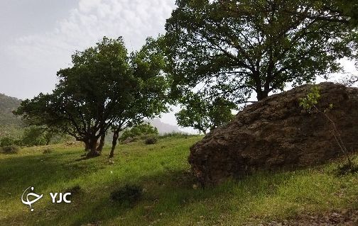 بلا به جان بلوط&zwnj;های زاگرس؛ این بار نه آتش که آفت