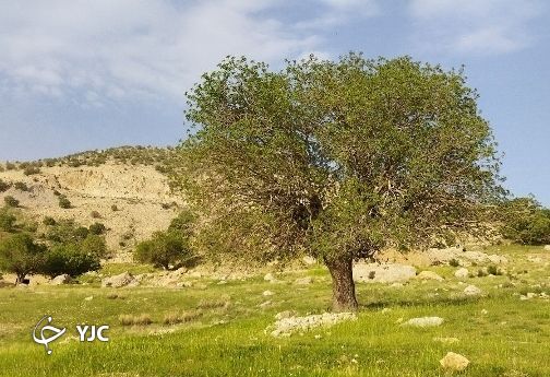 بلا به جان بلوط&zwnj;های زاگرس؛ این بار نه آتش که آفت