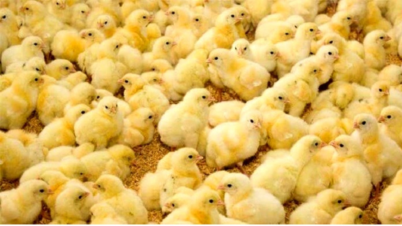 کشف ۲۰ هزار قطعه جوجه قاچاق در بانه