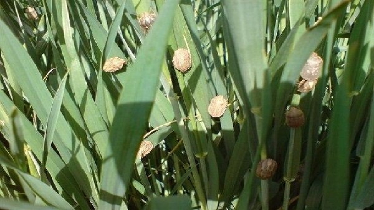 مبارزه با سن غلات در بیش از ۱۳ هزار هکتار از مزارع چهارمحال و بختیاری