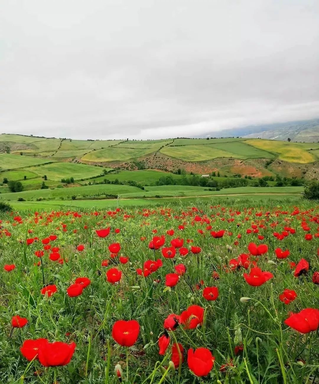 طبیعت تابستانی روستای استارم در قالب تصاویر