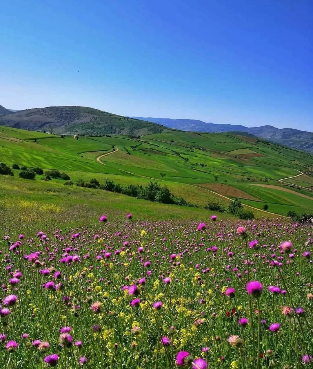 طبیعت تابستانی روستای استارم در قالب تصاویر