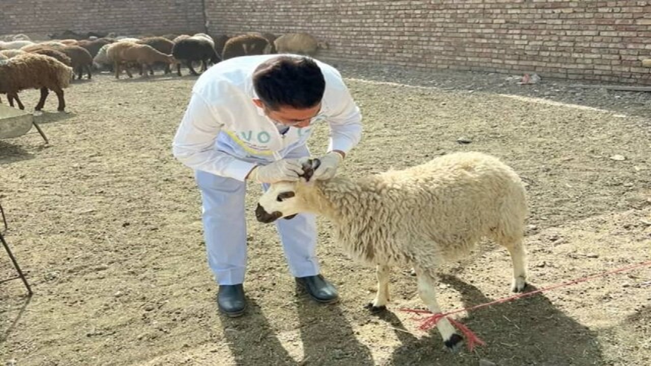 بازرسی بیش از۲۳هزار رأس لاشه و دام زنده در سیستان و بلوچستان